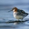 Lyskonoh uzkozoby - Phalaropus lobatus - Red-necked Phalarope 5061